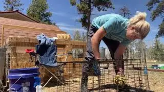 Our Pasteurella (Snuffles) Protocol For Our Rabbitry