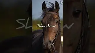 Horse name ideas