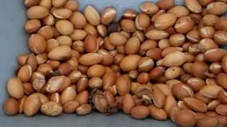 How Argan Oil is Made ,Cracking Argan Shells to get the nuts