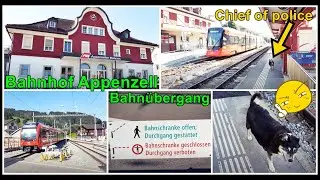 Polizeihund beim Bahnübergang und Bahnhof Appenzell, Kanton Appenzell Innerrhoden, Schweiz 2020