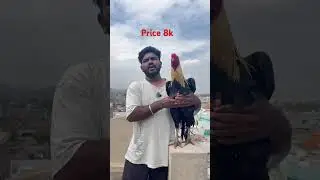 kaki nemali for sale 🐓