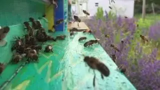 AŽ hive entrance; the drones are learning to fly ... with a few collisions ;)