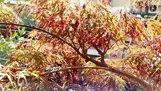 Acer Japonicum-Glicinia Spring 2022