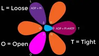 ATPase