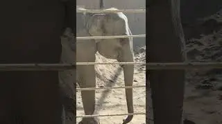 elefant close op
