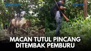 TEGA DAN KEJAM! Macan Tutul Jawa Pincang Terluka Terekam Kamera Trap Sanggabuana