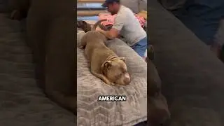 Этот американский хулиган получил гигантскую подушку 😅