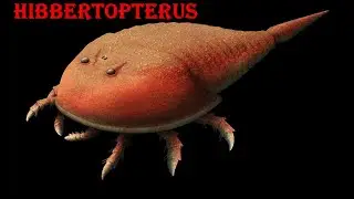 hibbertopterus