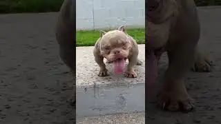 #MicroBully Skuba Steve #Stud 🔥
