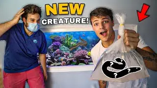 BUYING *NEW* PET EEL for SALTWATER AQUARIUM!! (crazy)