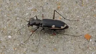 Beetle watch: Hypaetha biramosa tiger beetle scavenging on the beach.