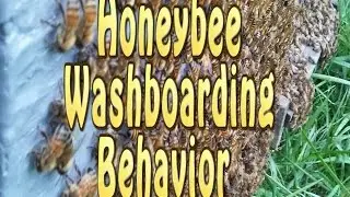 Honey Bees Washboarding Behavior / Bees On Face Of Hive