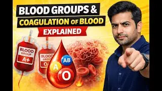 Blood Groups, Rh Factor & Coagulation | High-Scoring Exam Topic