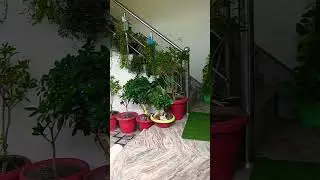Beautiful indoor garden decor ideas🪴🌿 #shorts​ #youtubeshorts​  #home​ #viral​ #diy #indoorplants