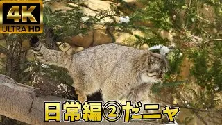 【マヌルネコ】生前のボル君⑤日常編２