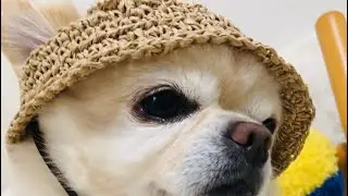 Paper yarn dog hat