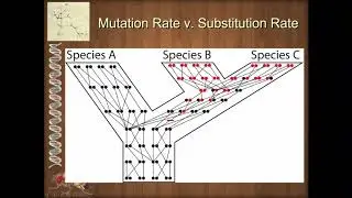 Unit 1 2 1 DNA Sequence and Mutations