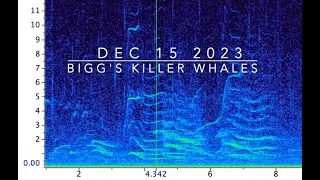 Transient / Biggs Killer Whales
