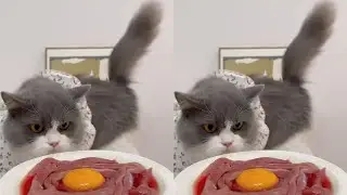 Big Face Cat's mealtime is here!