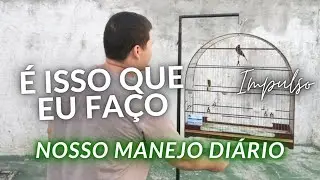 Curió IMPULSO - Manejo diário