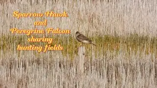 Sparrow Hawk and Peregrine Falcon sharing hunting fields