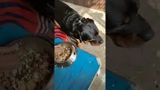 Hand feeding a Rottweiler Dog | Cute Rottweiler Dog #shortvideo #doglover #dog #viralshort