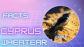 Cyprus wheatear facts
