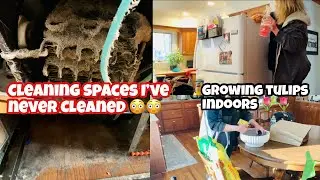 SPRING CLEANING/ Cleaning spaces I’ve NEVER cleaned 😳 and planting tulips indoors