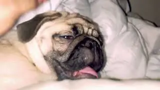 pug sleeping funny🤣😝😝 pug ///funny dog videos🎥