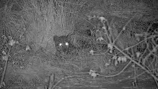 Leopard Rolls in Grass | Ranger Insights