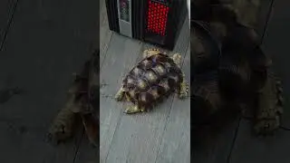 Лето закончилось, время обогревателя 🐢🔥 #осень #холод #тепло #уют #pet #tortoise #черепаха#relaxing