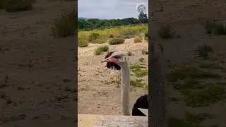 Ostrich Survival: Funny but Fierce!