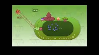 Photosynthesis - Z sch - Non cyclic photo-phosphorylation -#ntaneet, #neetonlineclasses, #neetonline