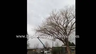 High Country Tree Service Cottonwood Trim