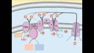 BIOL 2010 Metabolism Part 2: Electron Transport System