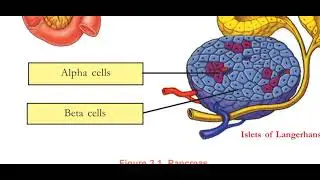 Chemical Message for Homeostasis
