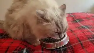 Asher having breakfast #cat #ragdollcat #cute