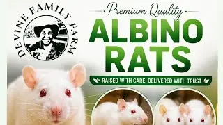 Proper Ventilation & Waste Management for Healthy Albino Rats