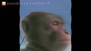 Monkey Type Beat (10 HOUR LOOP)