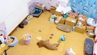 监控下现实的狗#监控下的一幕 #蓝氏狗粮 #狗子成精了 #看一遍笑一遍 #逗你一笑😅😅😅烦恼忘掉