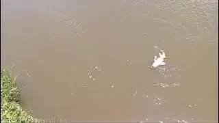 Pegando tilapia e carpa colorida  bora galera dia 14 de Dezembro torneio de tilapia 
