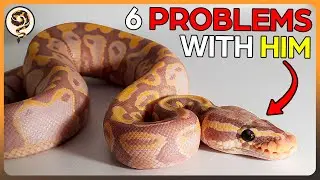 6 Issues Ball Pythons Owners run into (and how to overcome them!)