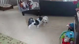 Foster dog Max & Oakley playing