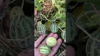 Panen madu lebah Trigona #rurallife #shorts (3/8)