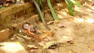 baby Alba cry run hit rock wall many time cos angry mom Anna drop her down to the ground
