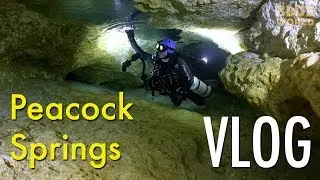 Peacock Springs Cave Diving | BLUE WORLD VLOG