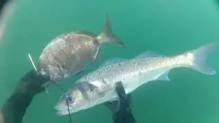 Chasse sous marine en Bretagne Sud. Bar, Sar, Dorade royale......