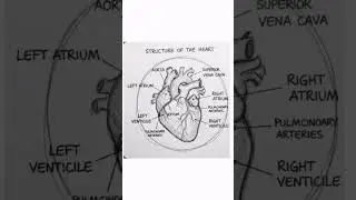 Structure of human heart #sketch #humanheart #heart #structureofheart #biology #science #drawing