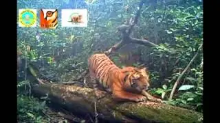 A Wild Male Sumatran Tiger