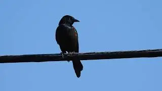 Quiscale bronz&eacute; - Quiscalus quiscula - Common Grackle